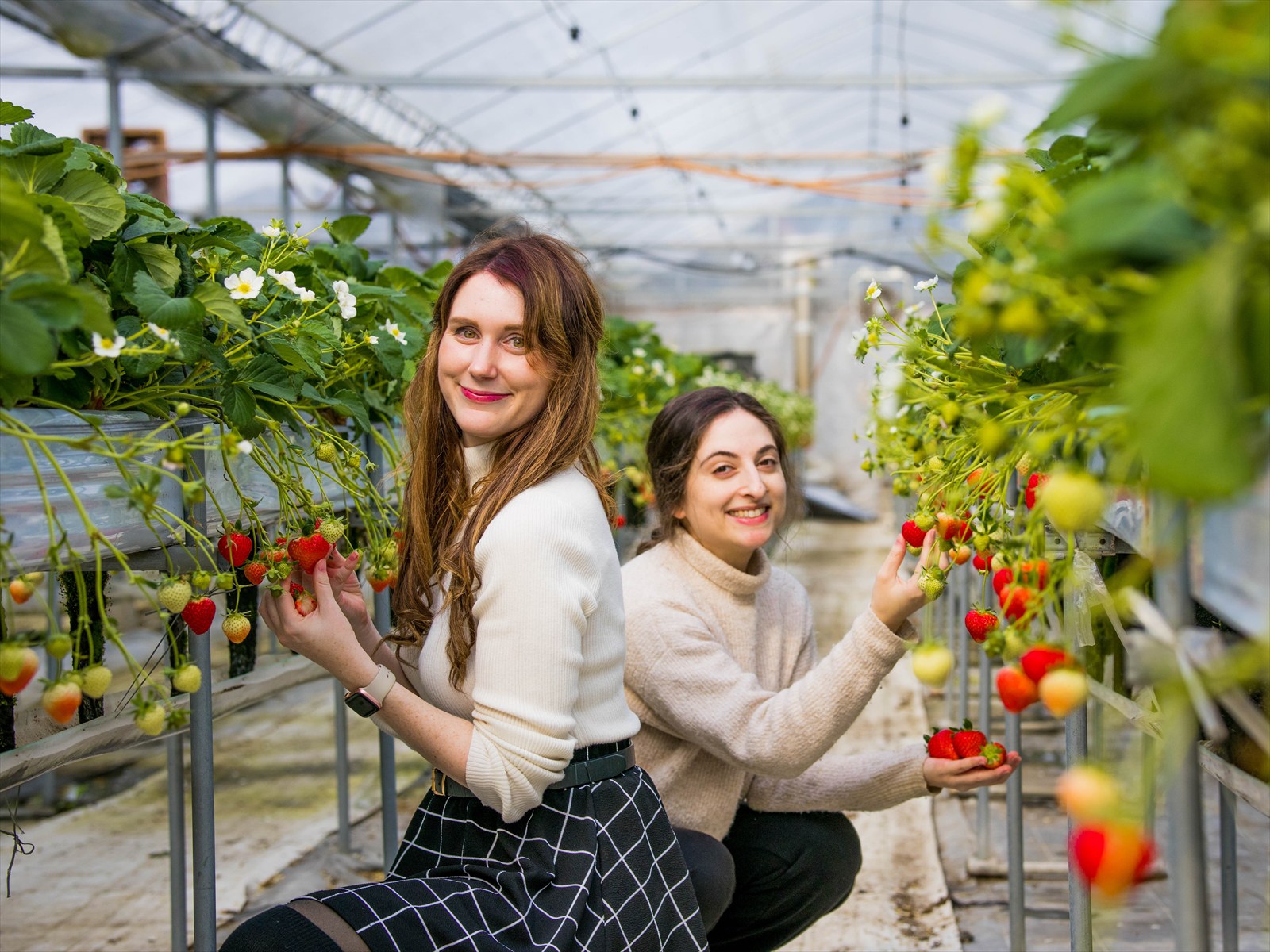 ハリネズミさんイチゴ狩り♡ あぐり丹波3Dいちご園 いちご狩り(丹波市) | いちご狩り特集2025