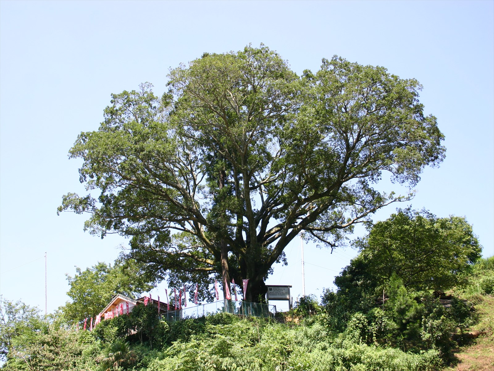✨✨✨オキナワモンパノキ【◎良品素材】検/old tree /アコウ 赤羽大師のエノキ（つるぎ巨樹王国） | にし阿波コンテンツ | にし阿波