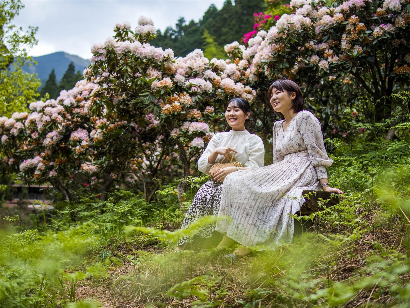 山採り天然　ツリバナ　11 春を彩る、ローディーの森のシャクナゲ【つるぎ町】 | コラム | にし